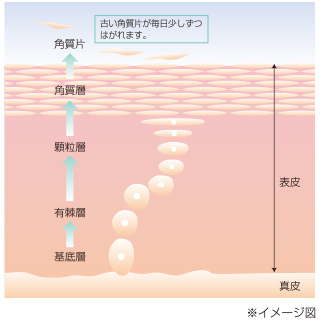 私生まれつき美しくなろうとする力を持つ、わたしたちの肌